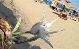 Kavaci beach - Sand Lily