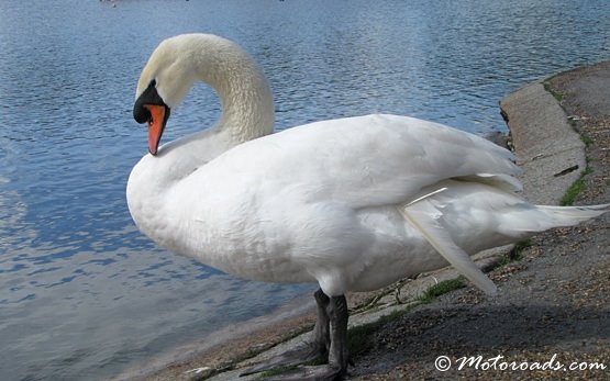 SWAN