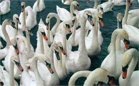 Swans