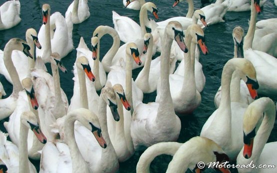 Swans