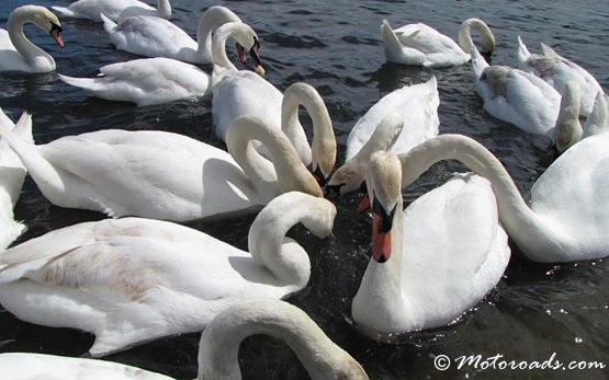 Swans