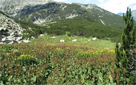 Trekking in Pirin mountain