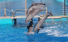 Valencia - delfinarium