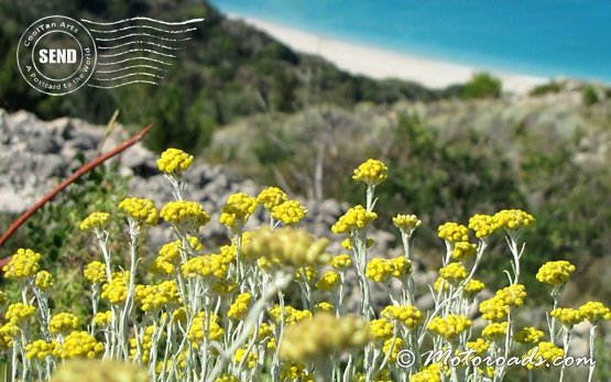 Wild flowers along the Black Sea coast