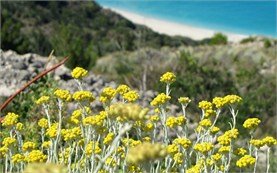 Wild flowers along the Black Sea coast