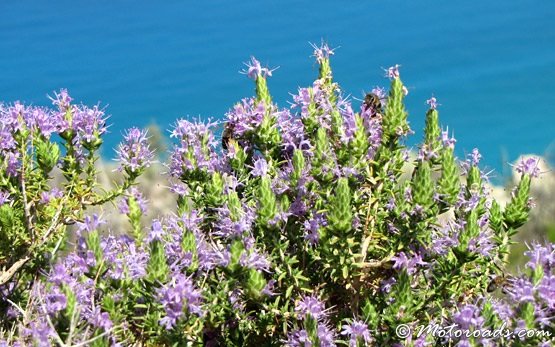 Wild Thyme