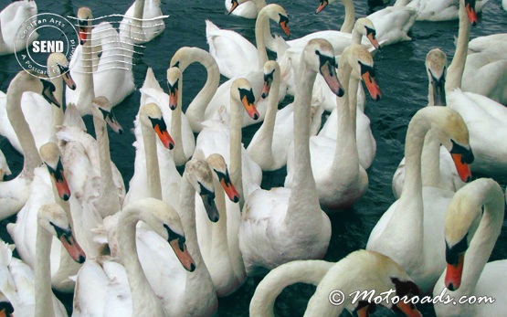 Windsor - SWANS