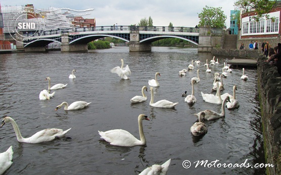 Windsor -  Swans in River Thames