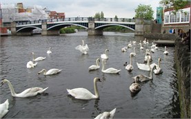 Windsor -  Swans in River Thames